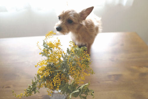 ホームページ、店舗、商品、プロフィール写真