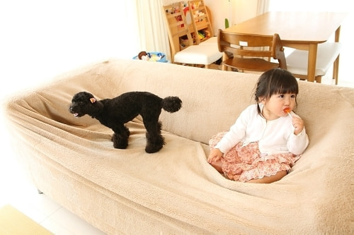 お宮参り写真 撮影場所 自宅(麻生区) 犬