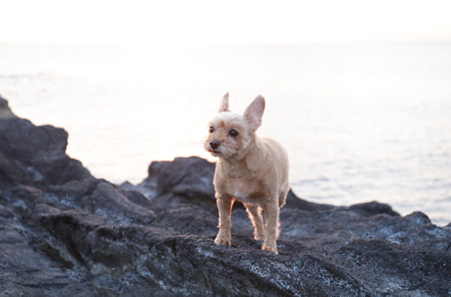デジタルカメラでフィルムカメラのような写真に仕上げる