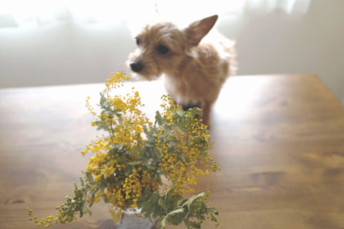 ライカを使うのは哲学だと想うのです