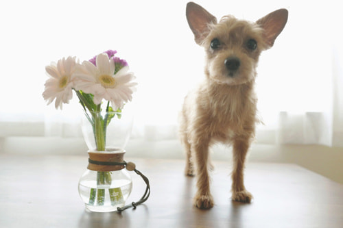 LeicaQ typ116 Summilux28mm F1.7 ASPH｜作例｜犬