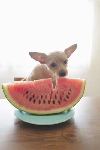 LeicaQ typ116 Summilux28mm F1.7 ASPH｜作例｜犬とスイカ