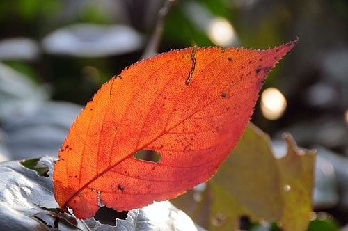 紅葉の撮り方｜初心者でも美しく撮れる基本テクニック｜近づいて撮ると印象的な写真