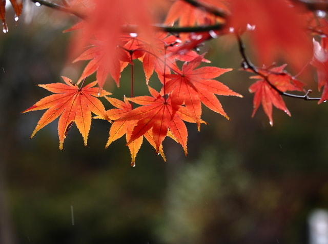紅葉の撮り方｜初心者でも美しく撮れる基本テクニック｜近づいて撮ると印象的な写真