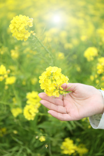 光を操る｜薄日｜菜の花ポートレート｜菜の花の撮り方｜初心者でも映えるコツとおすすめ構図