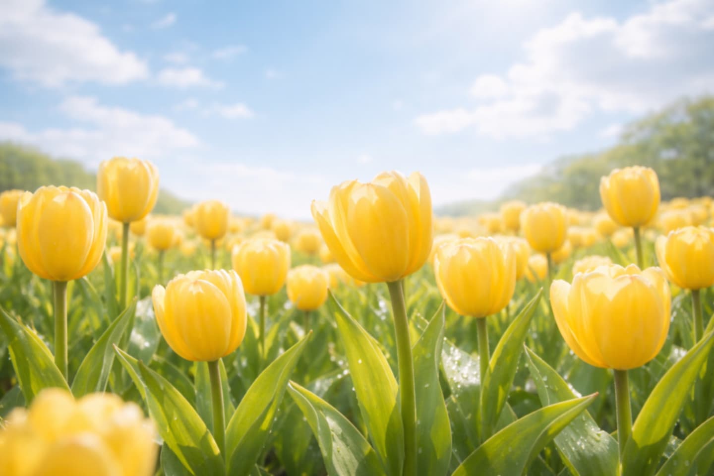 チューリップの美しい撮り方｜色の組み合わせを意識する