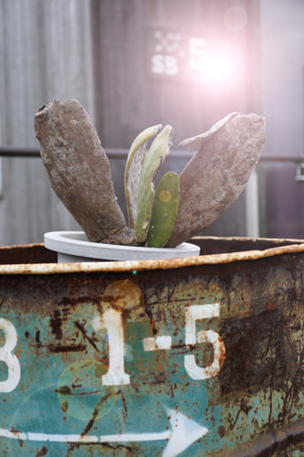 朽ちたドラム缶とサボテンの写真